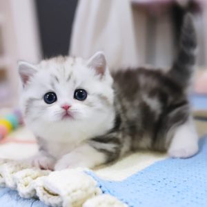 Benmore Munchkin Cattery