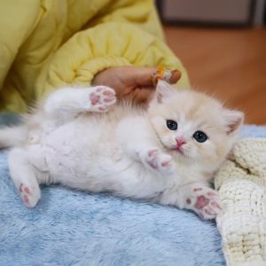 Benmore Munchkin Cattery