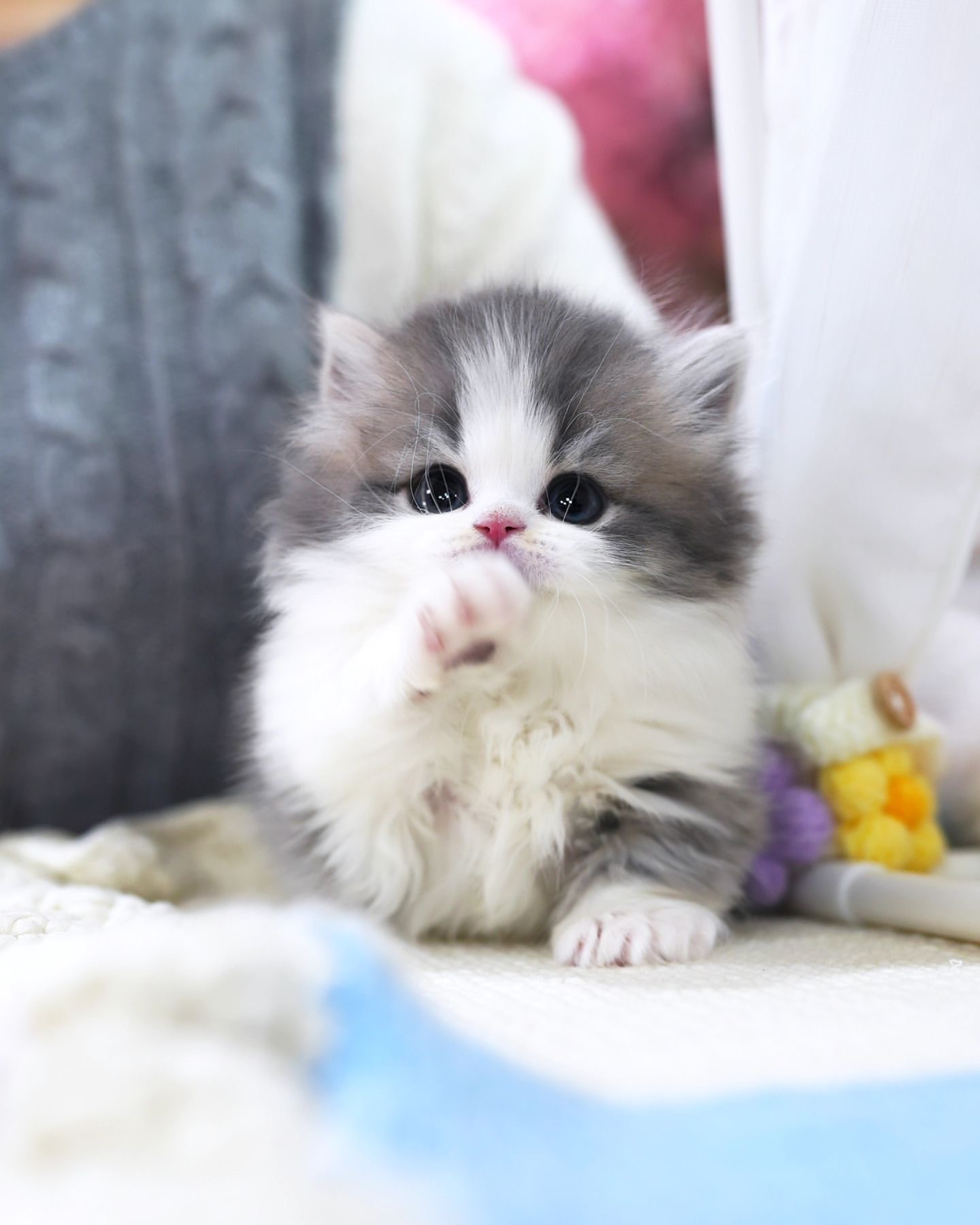 Benmore Munchkin Cattery